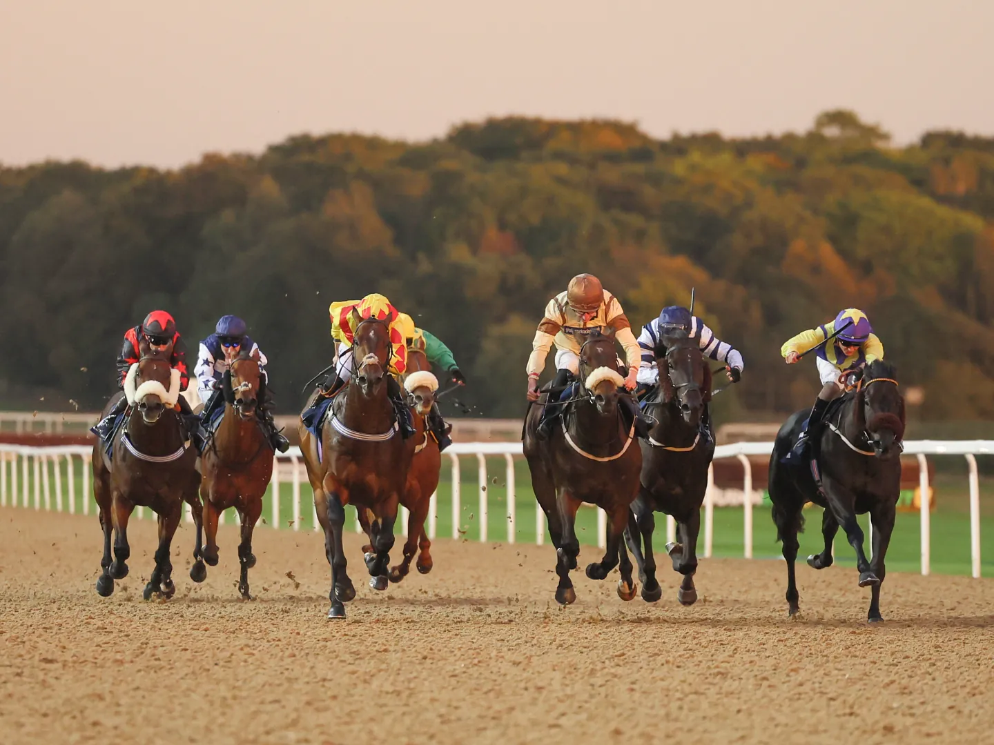 Evening Flat Racing