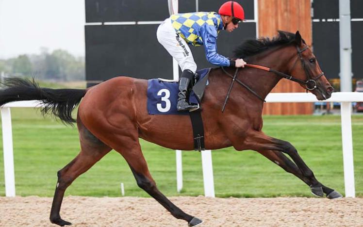 A horse running on an all weather track