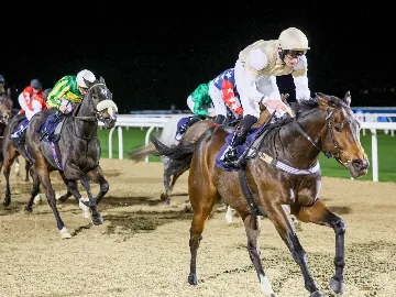 February 14th- Saturday evening, floodlit flat racing, all weather
