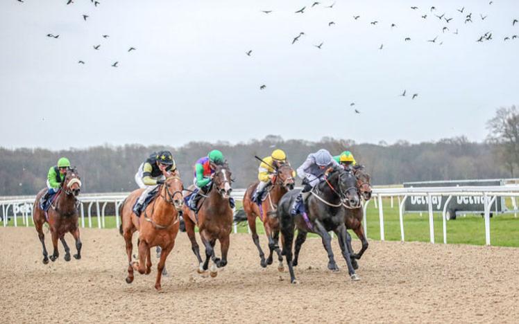 Horses with jockeys charging down a straight at Newcastle Racecourse